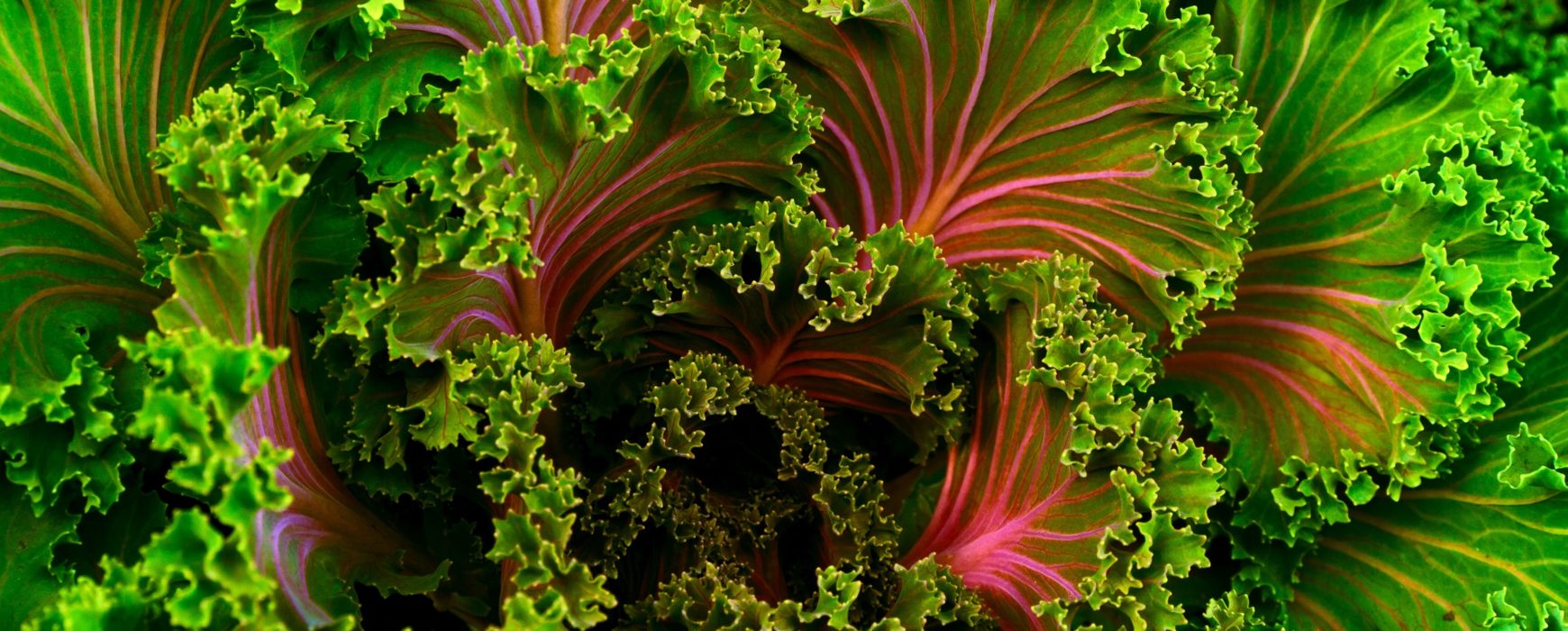 Close up on beautiful fresh salad greens