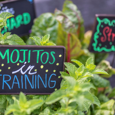 Mojitos in Training