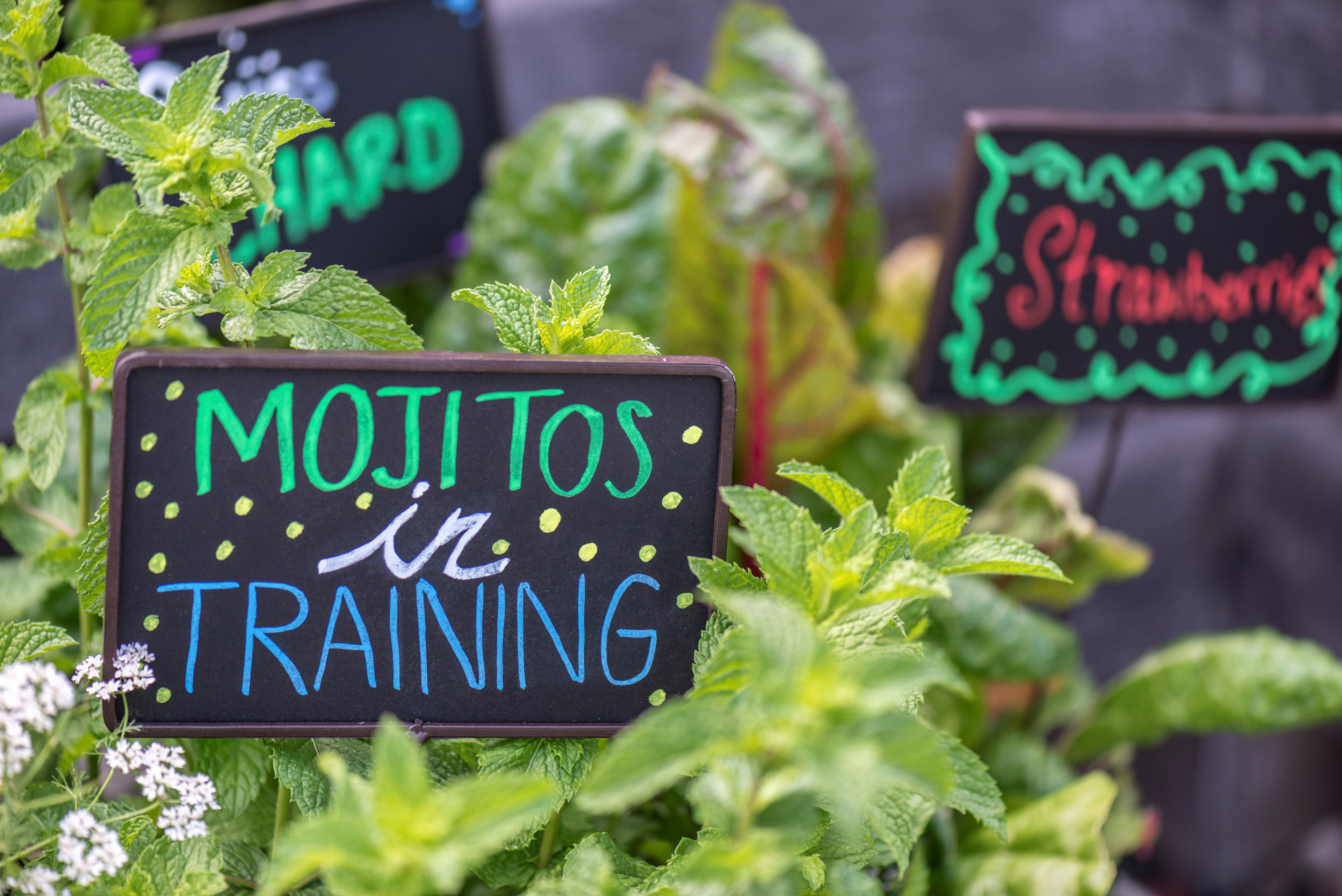 Mojitos in Training